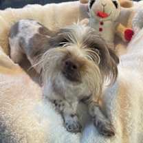 Thumbnail photo of Yeager #2