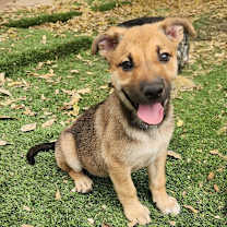 Thumbnail photo of Tigress AL #1