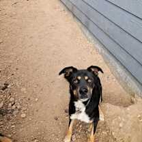 Thumbnail photo of Archie Courtesy Listing #2