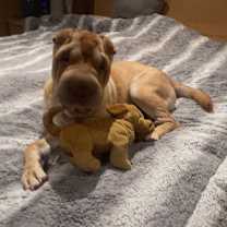 Thumbnail photo of Kopi #2