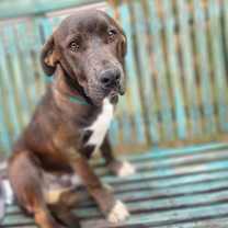 Thumbnail photo of Gizmo #1