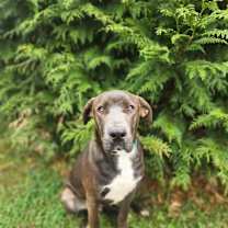 Thumbnail photo of Gizmo #3