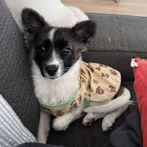 Thumbnail photo of WANDOO #2