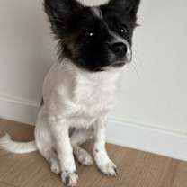 Thumbnail photo of WANDOO #4