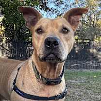 Thumbnail photo of Tiramisu #2