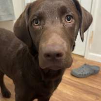 Thumbnail photo of Griggs #2