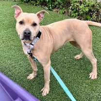 Thumbnail photo of Champagne Diamond  48 #1