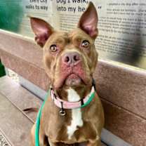 Thumbnail photo of Amara IV 59 #1