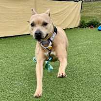 Thumbnail photo of Champagne Diamond  48 #3