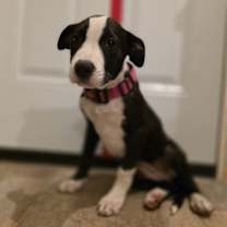 Thumbnail photo of Hazebelle #2