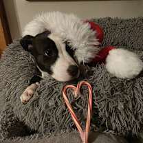 Thumbnail photo of Hazebelle #3