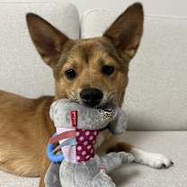 Thumbnail photo of COCO #1