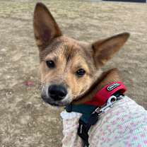 Thumbnail photo of COCO #2