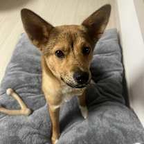 Thumbnail photo of COCO #3