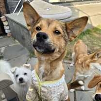 Thumbnail photo of COCO #4