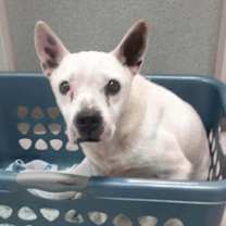 Thumbnail photo of Dove  #2