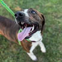 Thumbnail photo of Mater #3