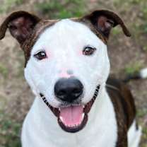 Thumbnail photo of Deeno #2