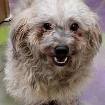 Thumbnail photo of Rhett #1