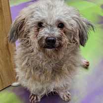 Thumbnail photo of Rhett #2