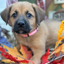 Thumbnail photo of Destiny #1