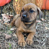 Thumbnail photo of Higgins #2