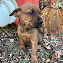 Thumbnail photo of Higgins #3