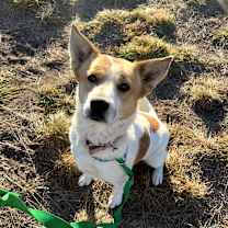 Thumbnail photo of Butters #1