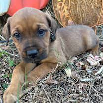 Thumbnail photo of Higgins #4