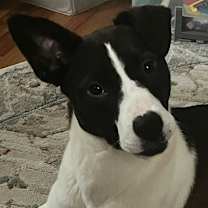 Thumbnail photo of Harley (FKA Tiana) #1