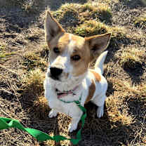 Thumbnail photo of Butters #4