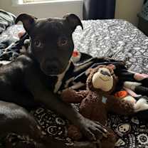 Thumbnail photo of Ripley #4