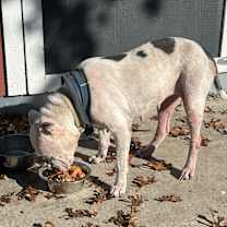 Thumbnail photo of Santana #2