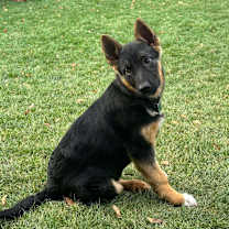 Thumbnail photo of Ellie #2