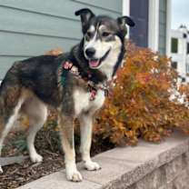 Thumbnail photo of Aurea #4