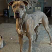 Thumbnail photo of Raider #1