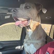 Thumbnail photo of Raider #3