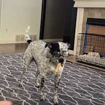 Thumbnail photo of Cooper #3