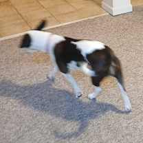 Thumbnail photo of Foxy #2