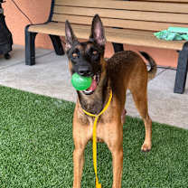 Thumbnail photo of Rex #2