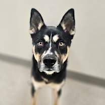 Thumbnail photo of Lokey #2