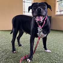 Thumbnail photo of Hera #1