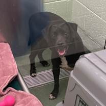 Thumbnail photo of Hera #2