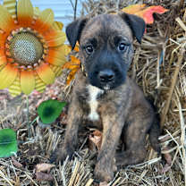 Thumbnail photo of Viv #1