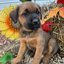 Thumbnail photo of Mimsy #2