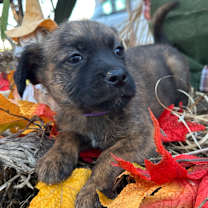 Thumbnail photo of Bessie #3