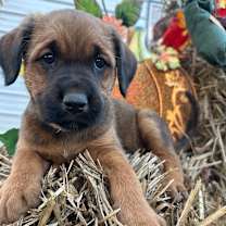 Thumbnail photo of Mimsy #4