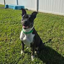 Thumbnail photo of Khalifa #1