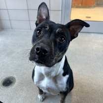 Thumbnail photo of Khalifa #2