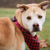 Thumbnail photo of Honey #3